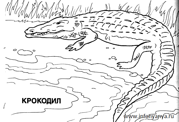 Дикие животные. Раскраска_6