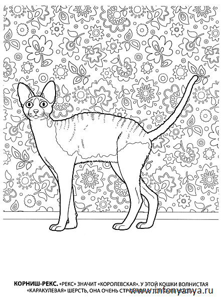 Кошки. Раскраска_2