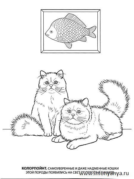 Кошки. Раскраска_3