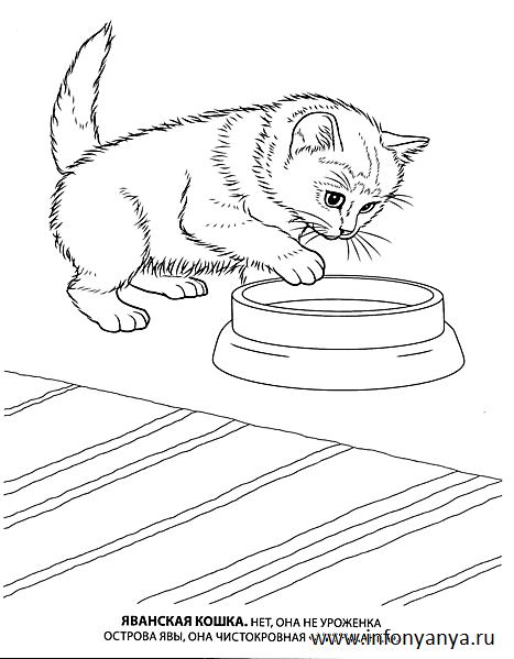 Кошки. Раскраска_2