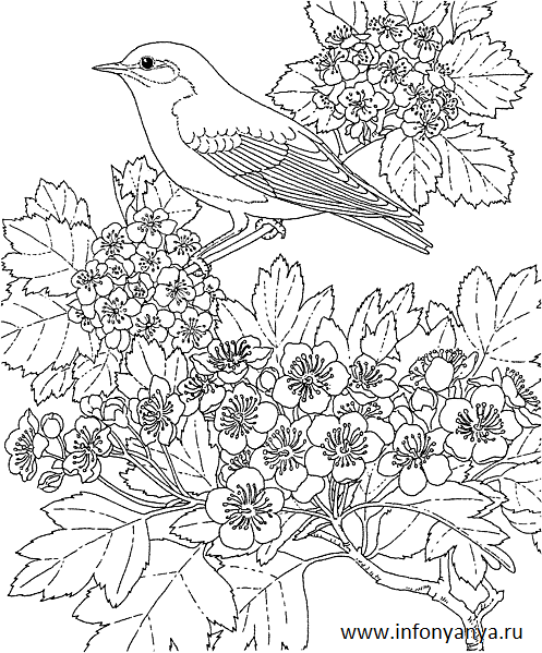Птицы. Раскраски_10
