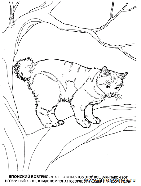 Кошки. Раскраска_1