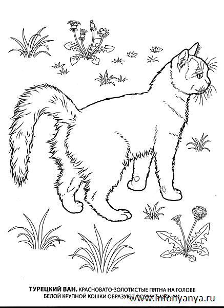 Кошки. Раскраска_3