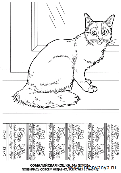 Кошки. Раскраска_4