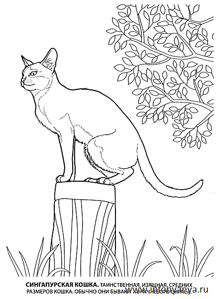 Кошки. Раскраска_5