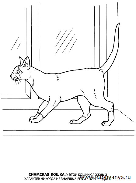 Кошки. Раскраска_6