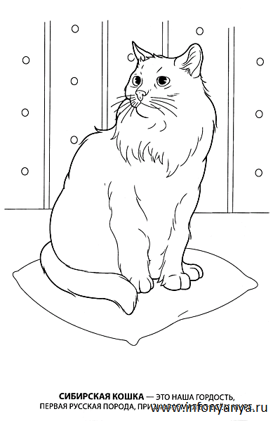 Кошки. Раскраска_8