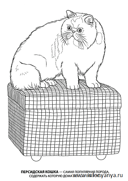 Кошки. Раскраска_10