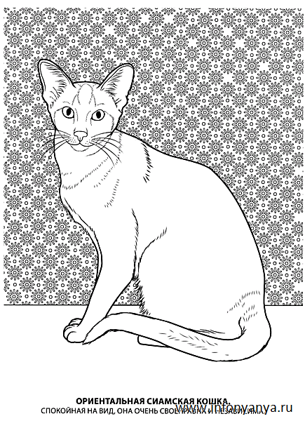 Кошки. Раскраска_11