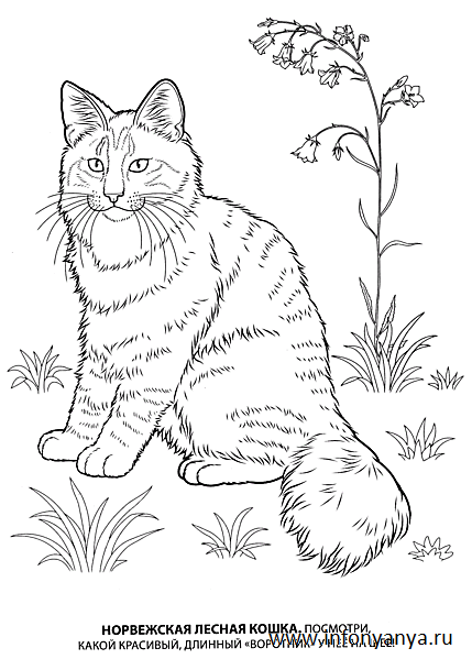 Кошки. Раскраска_12