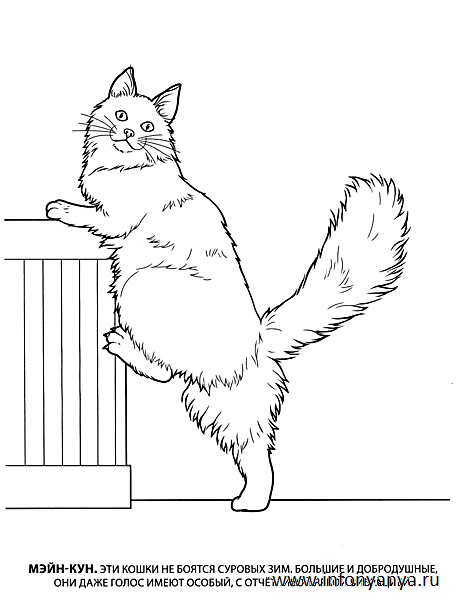 Кошки. Раскраска_13