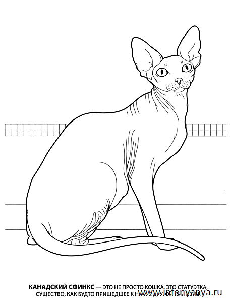 Кошки. Раскраска_4