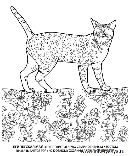 Кошки. Раскраска_5