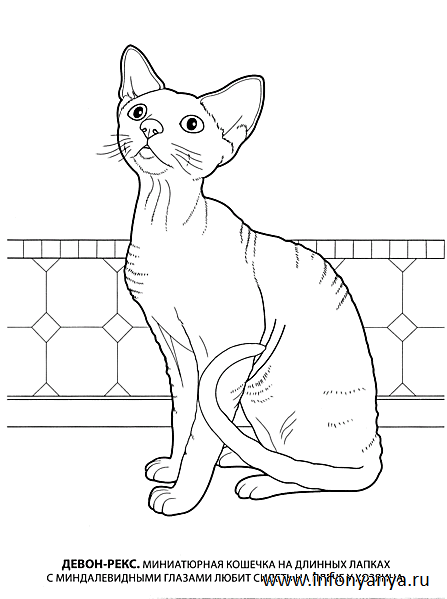 Кошки. Раскраска_7