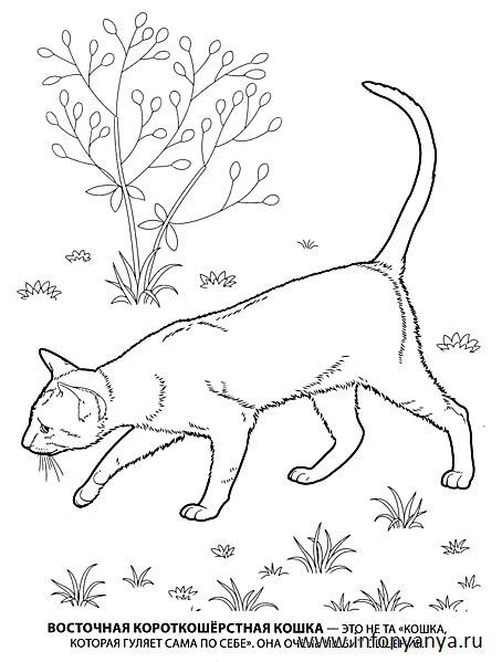 Кошки. Раскраска_8