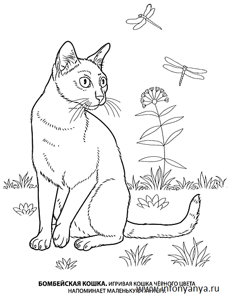 Кошки. Раскраска_9