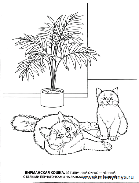 Кошки. Раскраска_10