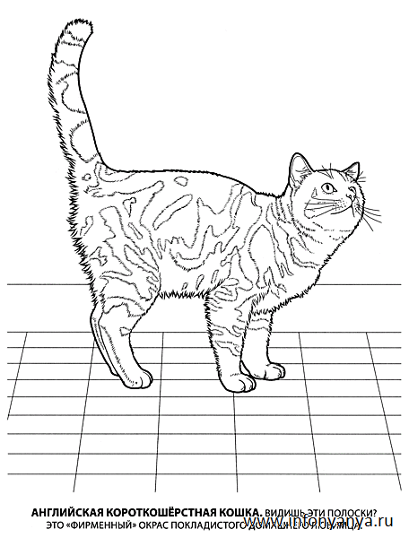 Кошки. Раскраска_12