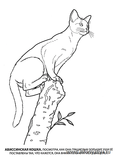 Кошки. Раскраска_13